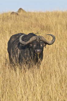 Afrika, Kenia, Maasai Mara National Reserve, Afrikanischer Büffel oder Kapbüffel (Syncerus caffer) im hohen Gras - CB000308