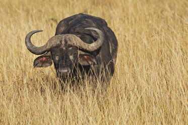 Afrika, Kenia, Maasai Mara National Reserve, Afrikanischer Büffel oder Kapbüffel (Syncerus caffer) im hohen Gras - CB000307