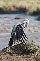 Afrika, Kenia, Maasai Mara National Reserve, Rueppellgeier (Gyps rueppellii) mit ausgebreiteten Flügeln - CB000305