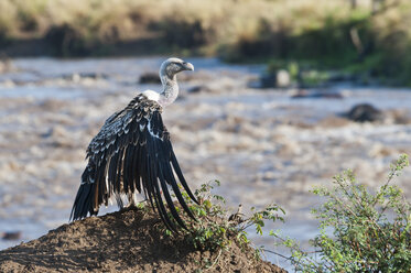 Afrika, Kenia, Maasai Mara National Reserve, Rueppellgeier (Gyps rueppellii) mit ausgebreiteten Flügeln - CB000304