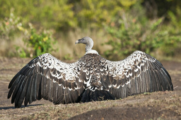 Afrika, Kenia, Maasai Mara National Reserve, Rueppellgeier (Gyps rueppellii) mit ausgebreiteten Flügeln - CB000303