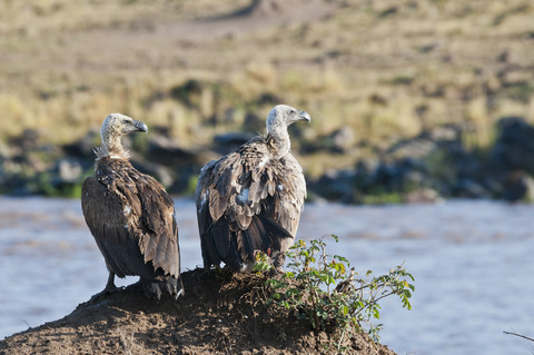 Afrika, Kenia, Maasai Mara National Reserve, Rappengeier (Gyps rueppellii) am Ufer des Mara-Flusses, lizenzfreies Stockfoto