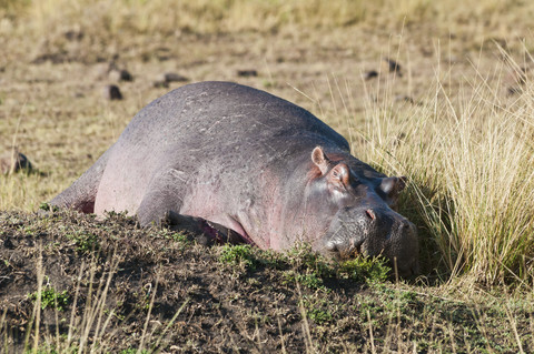 Afrika, Kenia, Maasai Mara National Reserve, Flusspferd (Hippopotamus amphibius) liegend, lizenzfreies Stockfoto