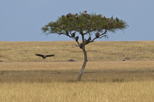Afrika, Kenia, Maasai Mara National Reserve, Schirmdornakazie (Acacia tortilis) mit verschiedenen Geierarten - CB000299