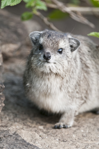 Afrika, Kenia, Maasai Mara National Reserve, Felsenhyrax (Heterohyrax brucei), lizenzfreies Stockfoto