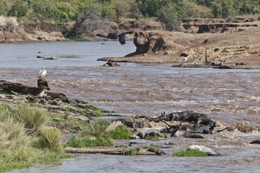 Afrika, Kenia, Maasai Mara National Reserve, tote Gnus (Connochaetes taurinus) am Mara-Fluss - CB000292