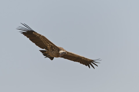 Afrika, Kenia, Maasai Mara National Reserve, Ruppell's Geier (Gyps rueppellii) im Flug über dem Maasai Mara National Reserve vor blauem Himmel, lizenzfreies Stockfoto