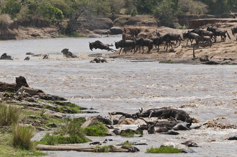 Afrika, Kenia, Maasai Mara National Reserve, Blaues oder Gewöhnliches Gnu (Connochaetes taurinus), während der Migration, Gnu überquert den Mara Fluss, viele tote Gnus im Vordergrund, lizenzfreies Stockfoto