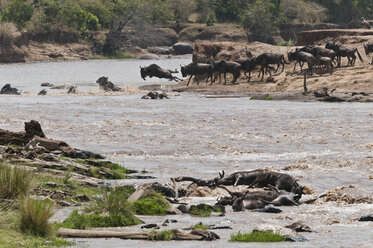Africa, Kenya, Maasai Mara National Reserve, Blue or Common Wildebeest (Connochaetes taurinus), during migration, wildebeest crossing the Mara River, many dead wildebeest at front - CB000290
