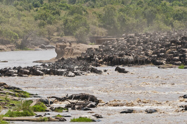 Afrika, Kenia, Maasai Mara National Reserve, Blaues oder Gewöhnliches Gnu (Connochaetes taurinus), während der Migration, Gnus beim Überqueren des Mara-Flusses - CB000289