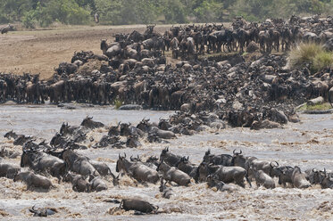 Afrika, Kenia, Maasai Mara National Reserve, Eine Herde von Streifengnus (Connochaetes taurinus) überquert den Mara-Fluss während der Großen Migration - CB000288