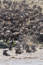 Afrika, Kenia, Maasai Mara National Reserve, Eine große Herde von Gnus (Connochaetes taurinus) überquert den Mara-Fluss - CB000287