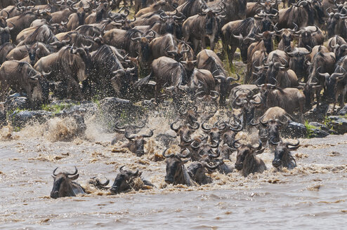 Afrika, Kenia, Maasai Mara National Reserve, - CB000286