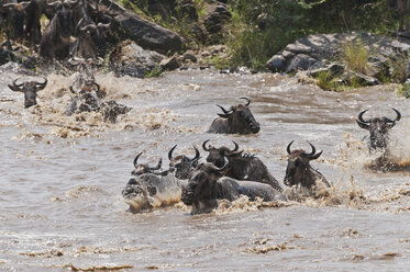 Africa, Kenya, Maasai Mara National Reserve, A group of Blue Wildebeest (Connochaetes taurinus) crossing the Mara River - CB000285