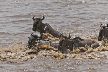 Africa, Kenya, Maasai Mara National Reserve, A group of Blue Wildebeest (Connochaetes taurinus) crossing the Mara River - CB000284