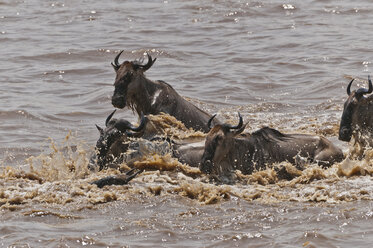 Afrika, Kenia, Maasai Mara National Reserve, Eine Gruppe von Streifengnus (Connochaetes taurinus) überquert den Mara Fluss - CB000284