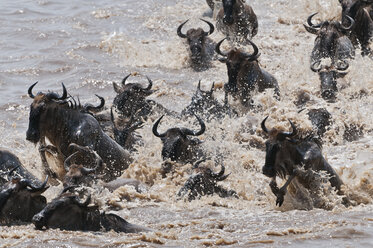 Africa, Kenya, Maasai Mara National Reserve, Blue Wildebeest (Connochaetes taurinus) crossing the Mara River - CB000283