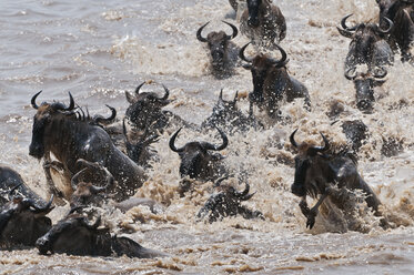 Afrika, Kenia, Maasai Mara National Reserve, Streifengnu (Connochaetes taurinus) beim Überqueren des Mara-Flusses - CB000283