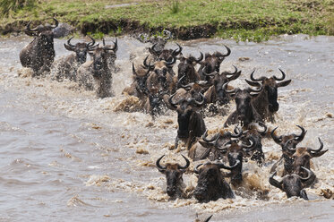 Africa, Kenya, Maasai Mara National Reserve, Blue Wildebeest (Connochaetes taurinus), gnus crossing the Mara River - CB000282