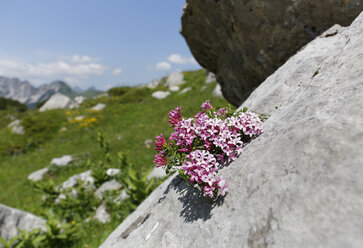Österreich, Vorarlberg, Biosphärenpark Großes Walsertal, Blumen auf Stein (Daphne striata) - SIEF005061