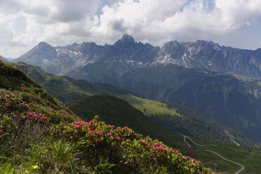 Austria, Vorarlberg, Montafon, Raetikon, View from Golm to Mountain Zimba with Vandanser Stone Wall, in the foreground rusty-leaved alpenrose (Rhododendron ferrugineum) - SIEF005053