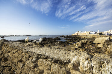 Morocco, Essaouira, Kasbah, seagulls in front of town - THAF000088