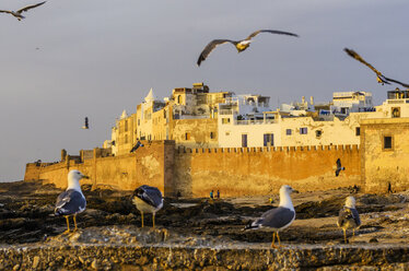 Morocco, Essaouira, Kasbah, seagulls in front of town - THAF000122