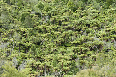 Neuseeland, Nordinsel, Bay of Plenty, Orakei Korako, Regenwald - JB000037