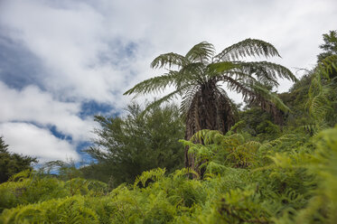 Neuseeland, Nordinsel, Bay of Plenty, Orakei Korako, Ponga (Cyathea dealbata), Silberbaumfarn - JB000039