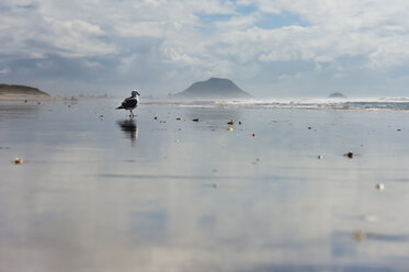 Neuseeland, Nordinsel, Bay of Plenty, Tauranga, Papamoa Beach mit Mount Maunganui im Hintergrund und Möwe (Larus dominicanus) - JB000048