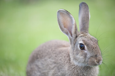 Porträt eines Kaninchens (Oryctolagus cuniculus) - JB000051