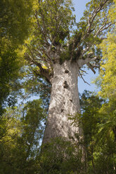 Neuseeland, Nordinsel, Northland, Waipoua Forest, Tane Mahuta, Riesen-Kauri-Baum (Agathis australis) - JB000062