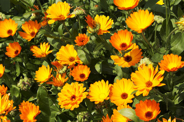 Deutschland, Calendula-Blüten - CSF020896