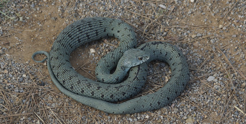 Spain, Green Snake, Opheodrys, heart-shaped stock photo