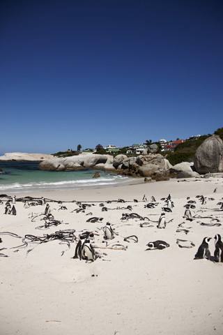 South Africa, Simonstown, Black-footed penguins stock photo