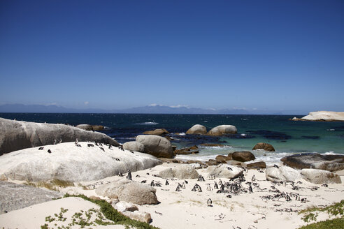 Südafrika, Simonstown, Schwarzfusspinguine - AKF000296