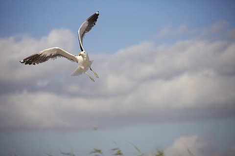 South Africa, Seagull, mid-air stock photo