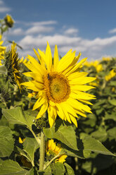 Deutschland, Stuhlingen, Sonnenblumen im Feld - KRPF000291