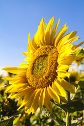 Deutschland, Stuhlingen, Sonnenblumen im Feld - KRPF000293