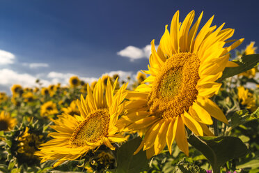 Deutschland, Stuhlingen, Sonnenblumen im Feld - KRPF000294