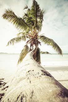 Seychellen, Praslin, Palme am Strand Anse Volbert - KRPF000300