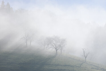 Germany, Baden-Wuerttemberg, Black Forest, fruit trees befogged - LAF000603