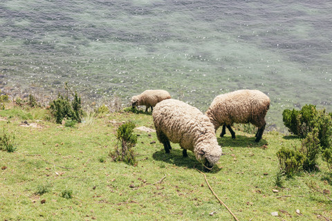 Südamerika, Bolivien, Titicacasee, Schafe grasen auf einer Wiese, lizenzfreies Stockfoto