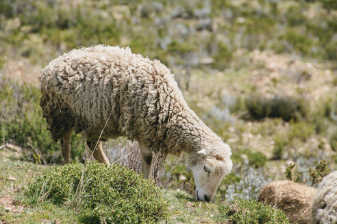 Südamerika, Bolivien, Titicacasee, Schafe grasen auf einer Wiese - AMCF000046