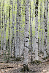 Spanien, Valle de Ordesa, Birkenwald - LAF000626