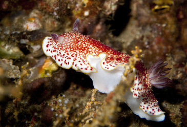 Oman, Golf von Oman, Chromodoris tinctoria - ZCF000002