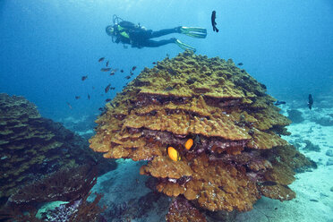 Oman, Fahal Island, Gulf of Oman, diver with goniopora coral in front - ZCF000003