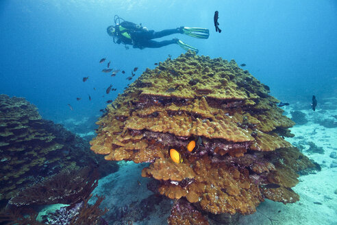 Oman, Insel Fahal, Golf von Oman, Taucher mit Gonioporakoralle im Vordergrund - ZCF000003