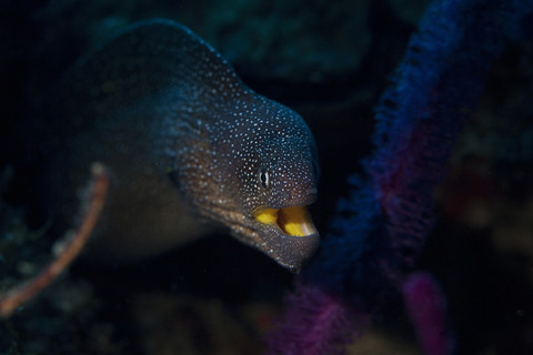 Oman, Sternmuräne (Gymnothorax nudivomer), lizenzfreies Stockfoto