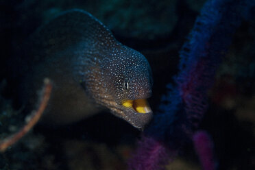 Oman, Sternmuräne (Gymnothorax nudivomer) - ZCF000004